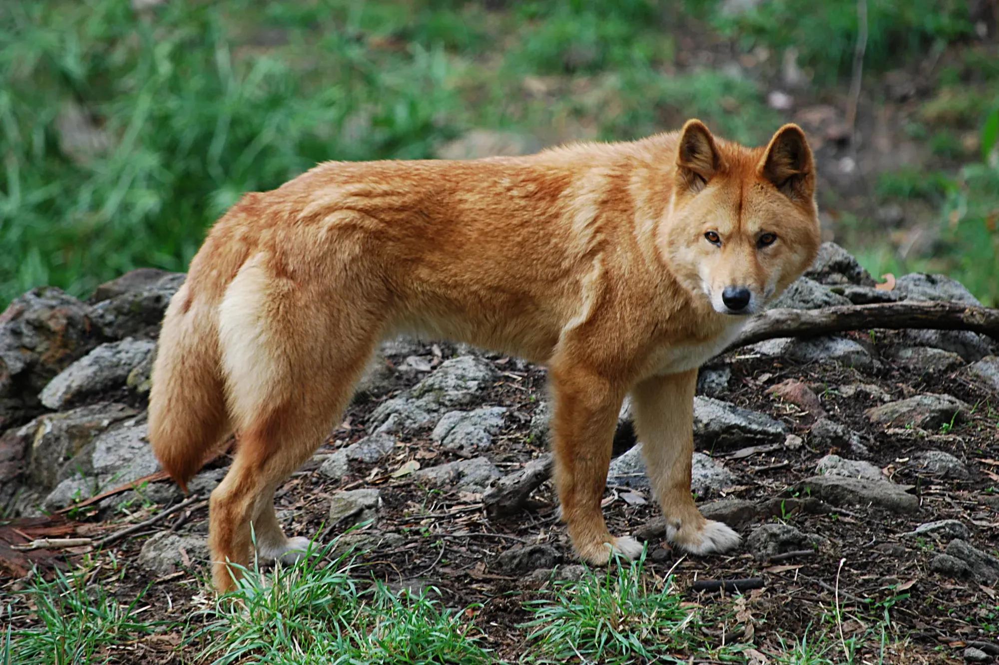 Dingo Incanada FinGurú - The dingo: a deep analysis of its impact and current context ...